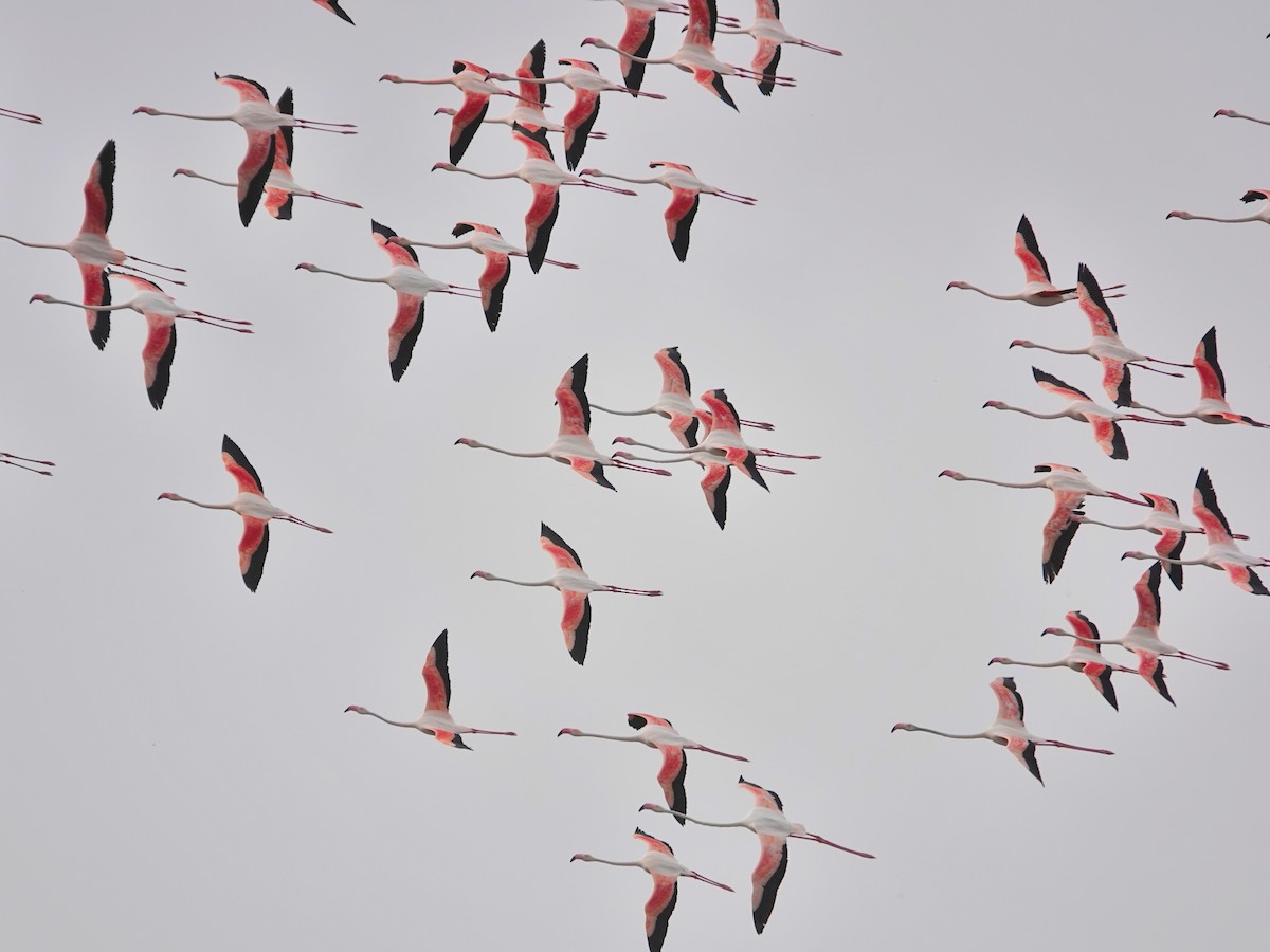 Greater Flamingo - ML646643324