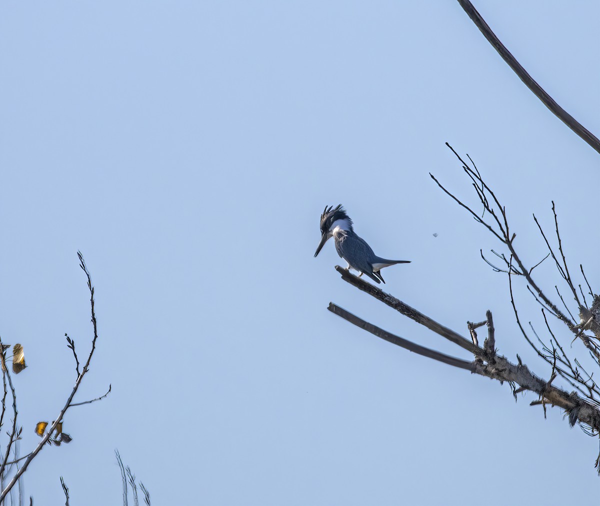 Belted Kingfisher - ML646643325