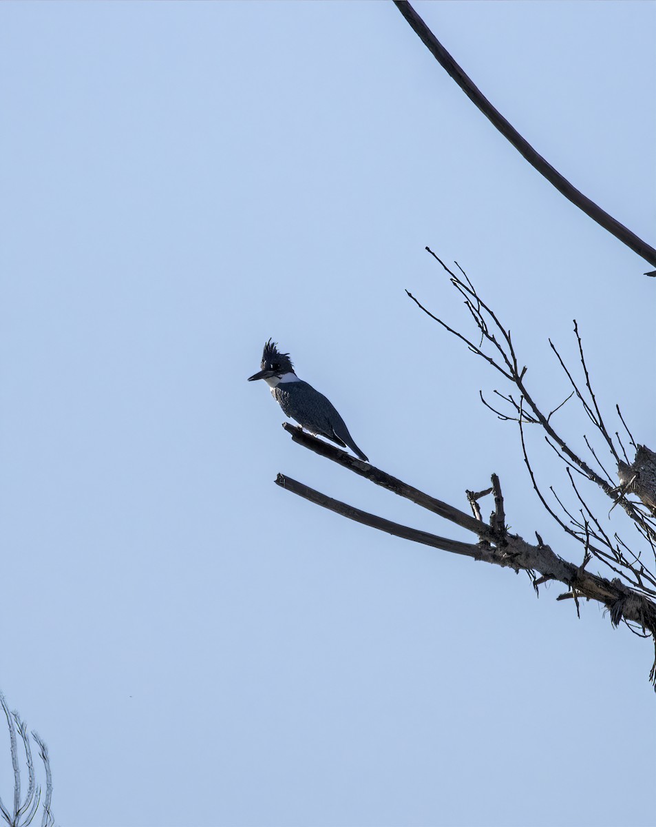 Belted Kingfisher - ML646643326