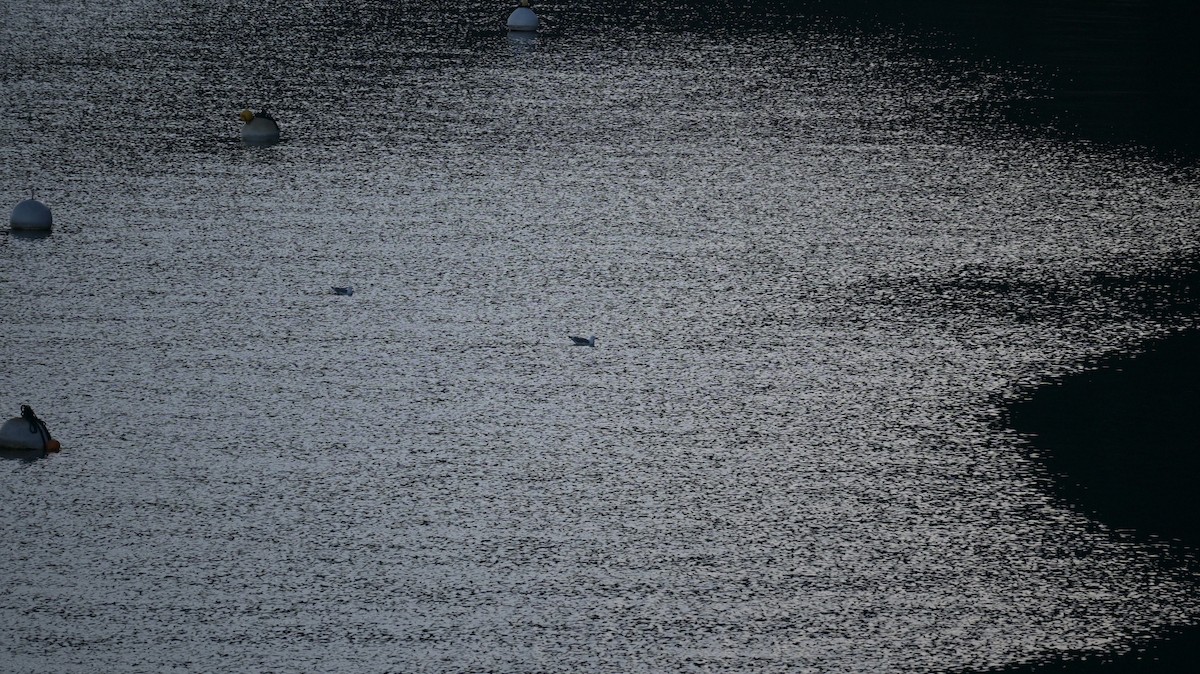 Goéland leucophée (michahellis) - ML646643328