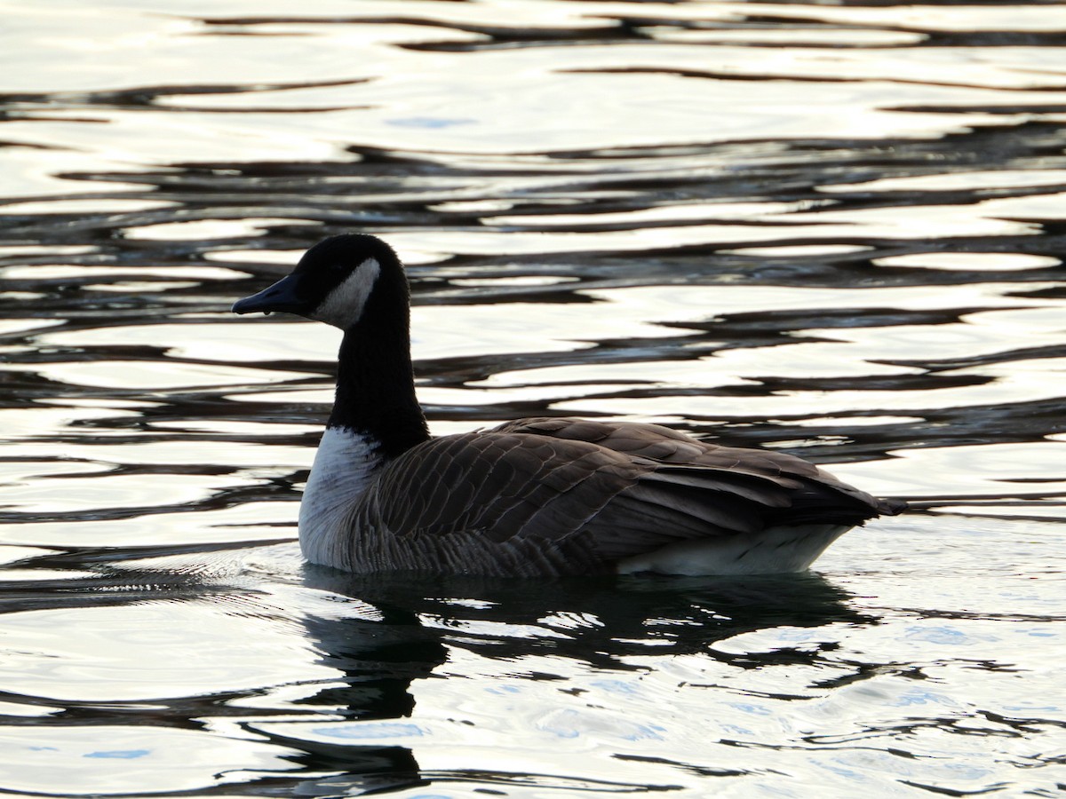 Canada Goose - ML646643329