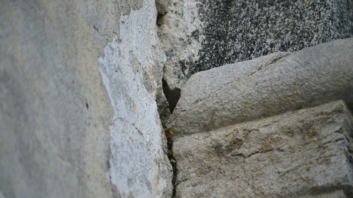 Animaux - ML646643330