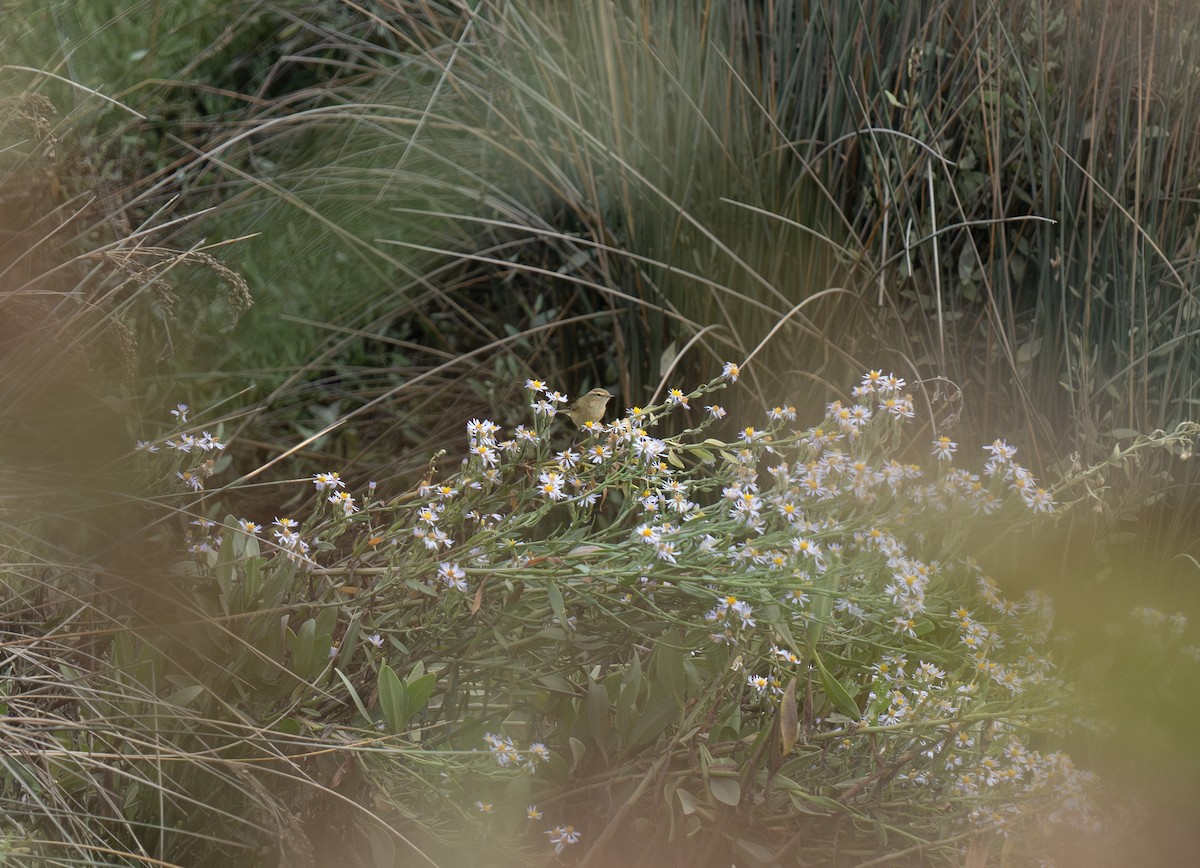 budníček menší - ML646643331