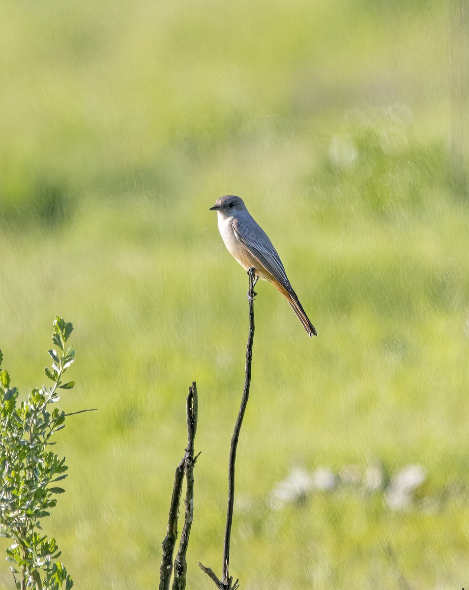 Say's Phoebe - ML646643332