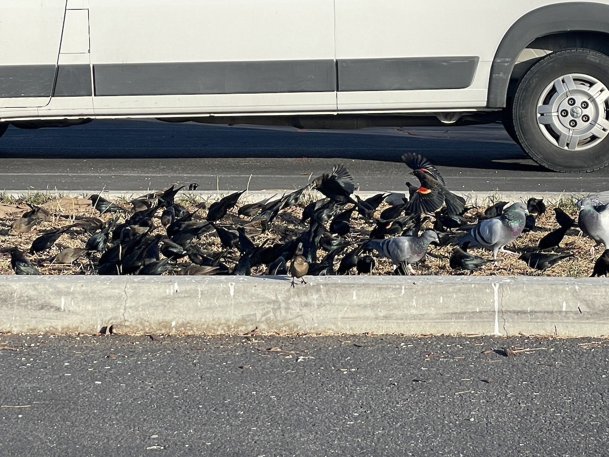 コウウチョウ - ML646643333