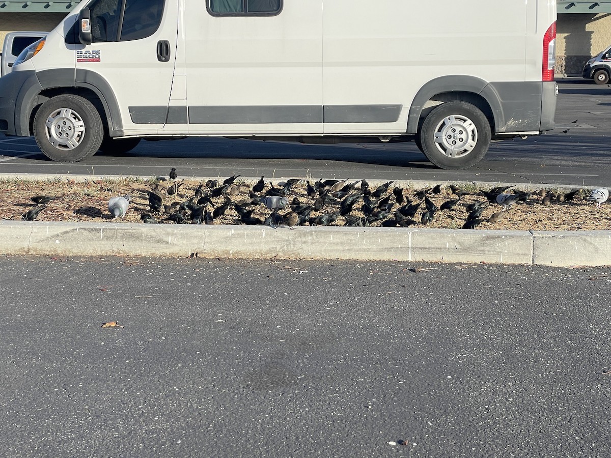 コウウチョウ - ML646643334