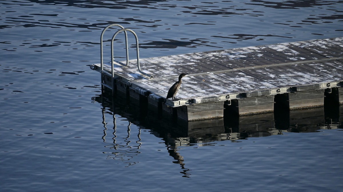 Grand Cormoran - ML646643335