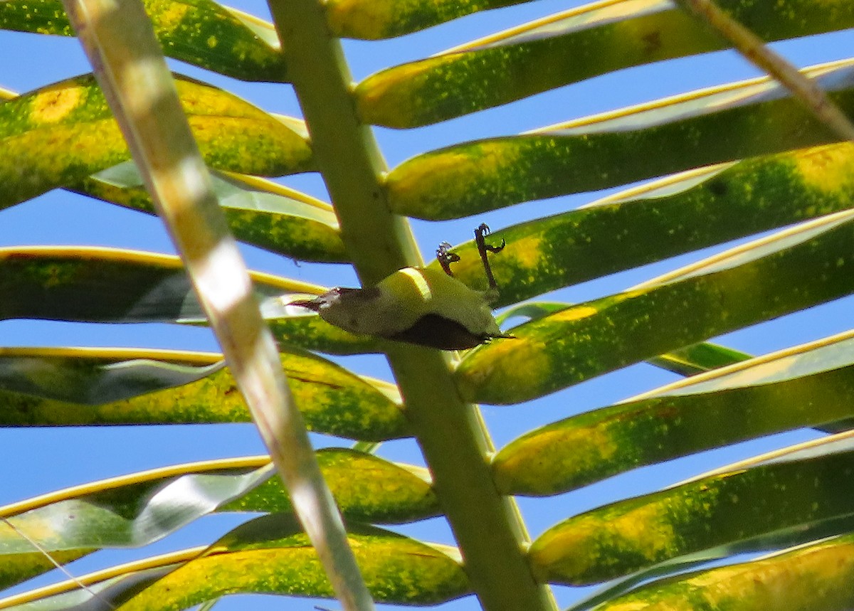Purple-rumped Sunbird - ML646643336