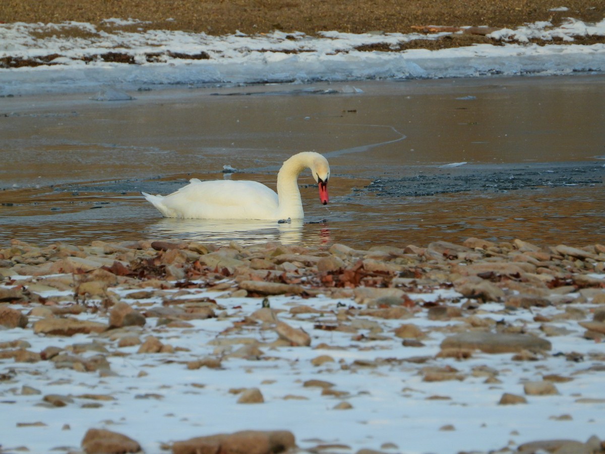 Хуруут хун - ML646643337