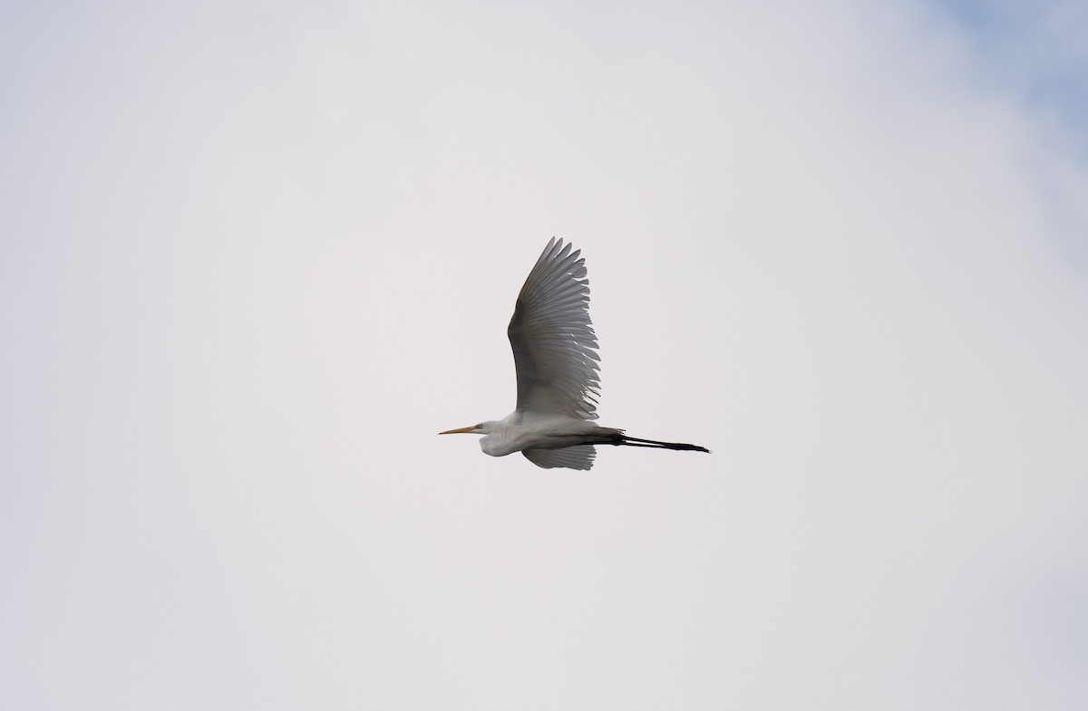 volavka bílá - ML646643339