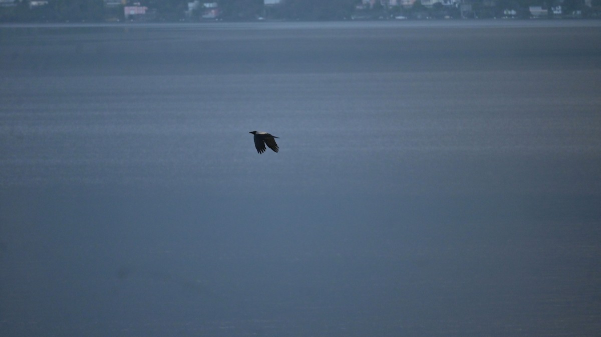 Corneille mantelée - ML646643340