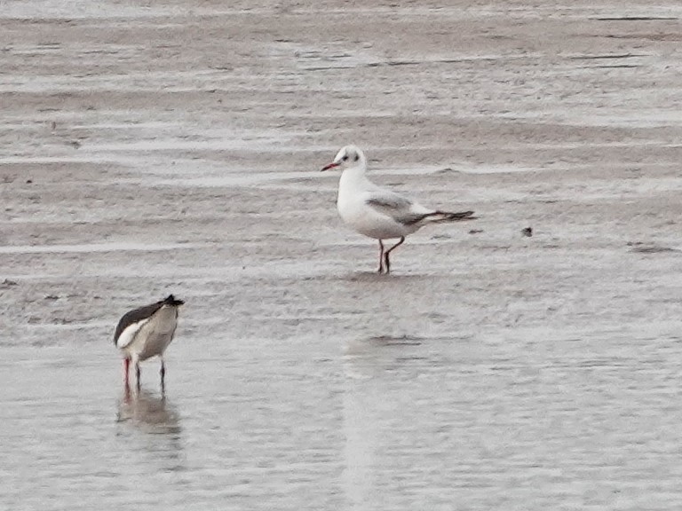 Antxeta mokozorrotza - ML646643341