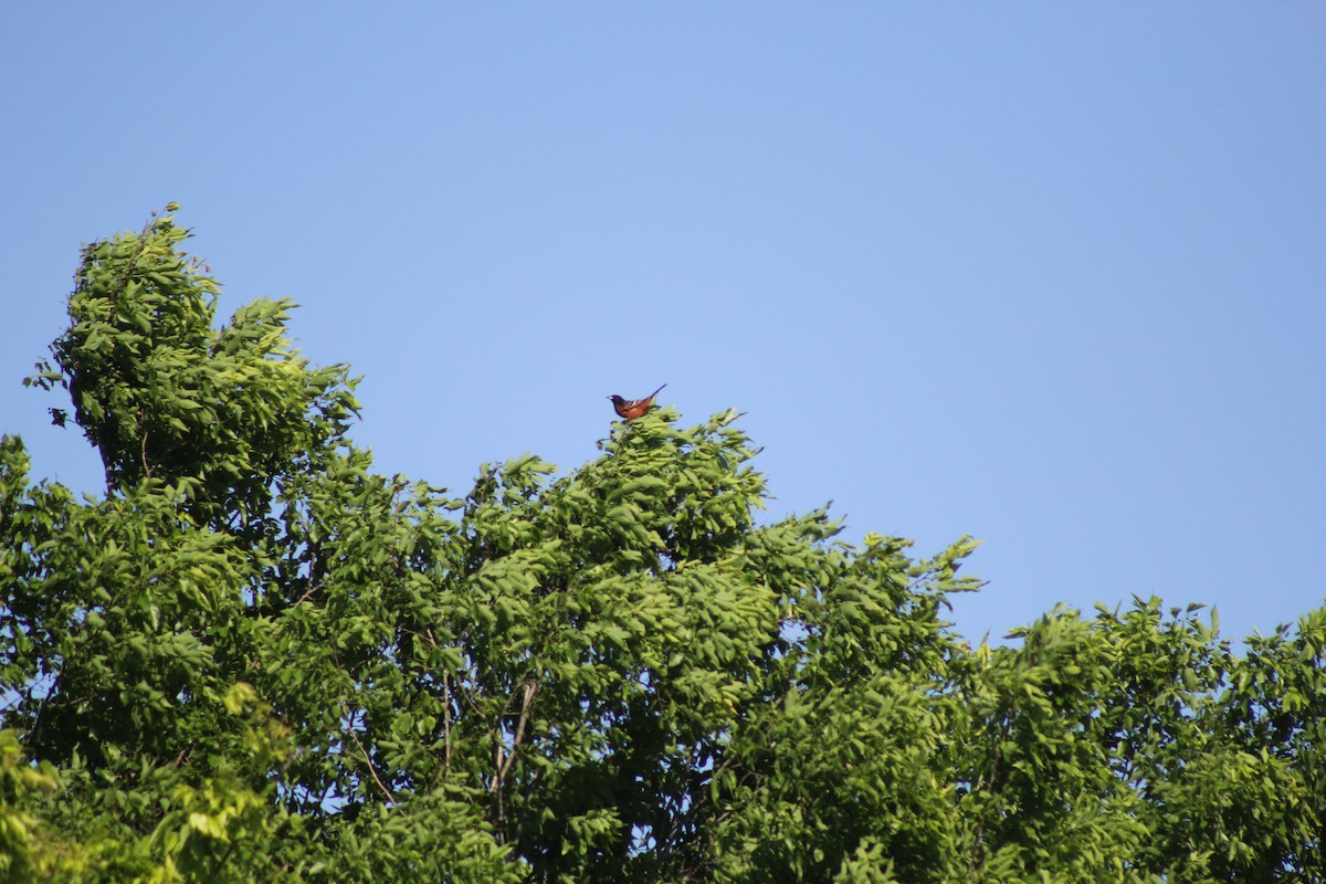 Oriole des vergers - ML646643342