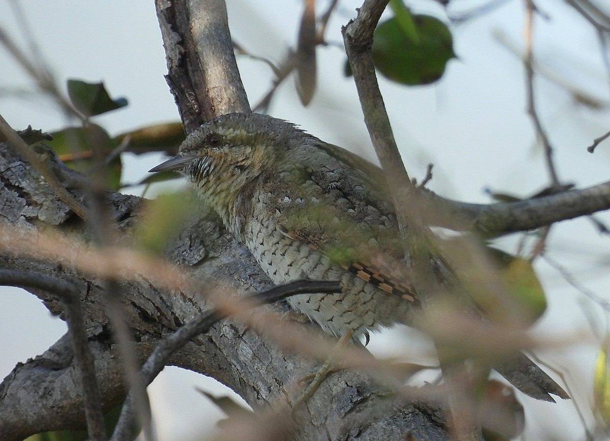 Eurasian Wryneck - ML646643343
