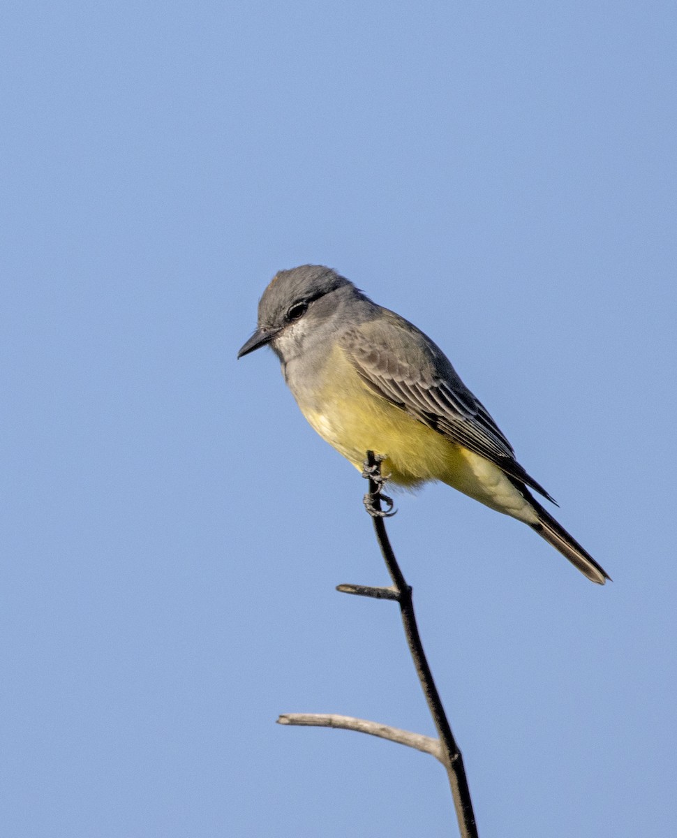 Cassin's Kingbird - ML646643345
