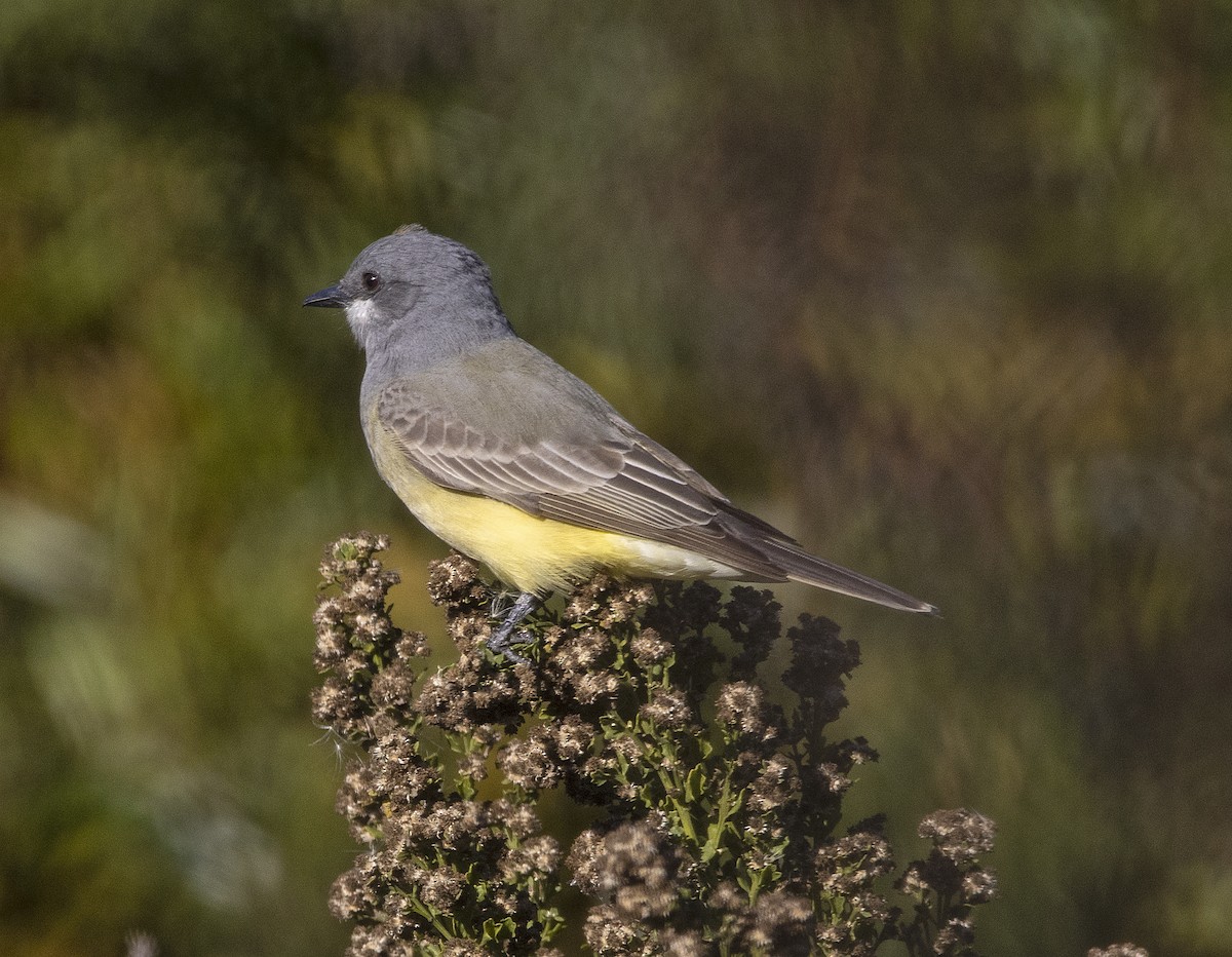 Cassin's Kingbird - ML646643346