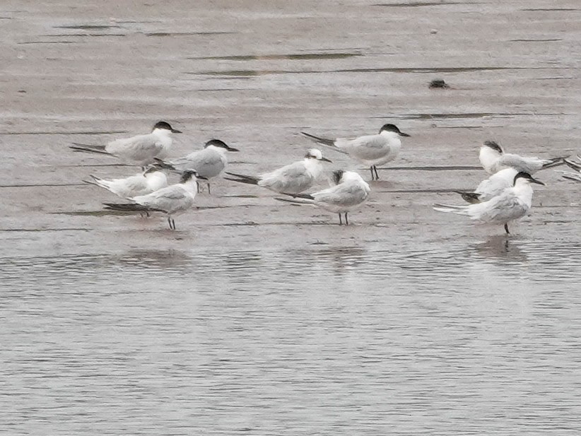 Gull-billed Tern - ML646643347