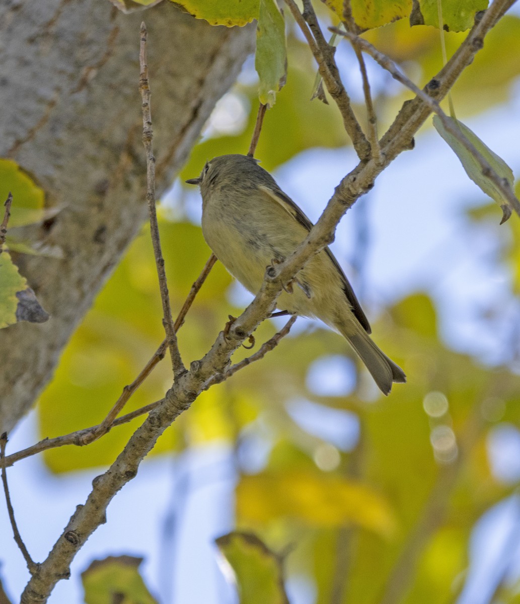 Ruby-crowned Kinglet - ML646643349