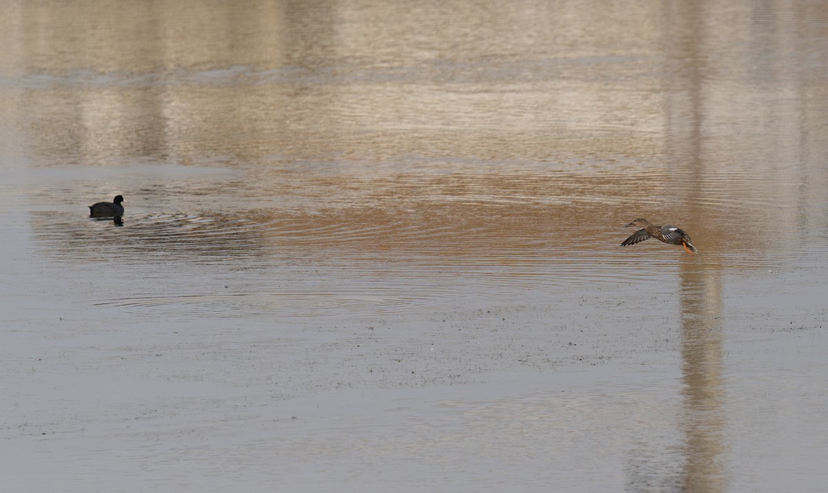 lyska černá - ML646643350