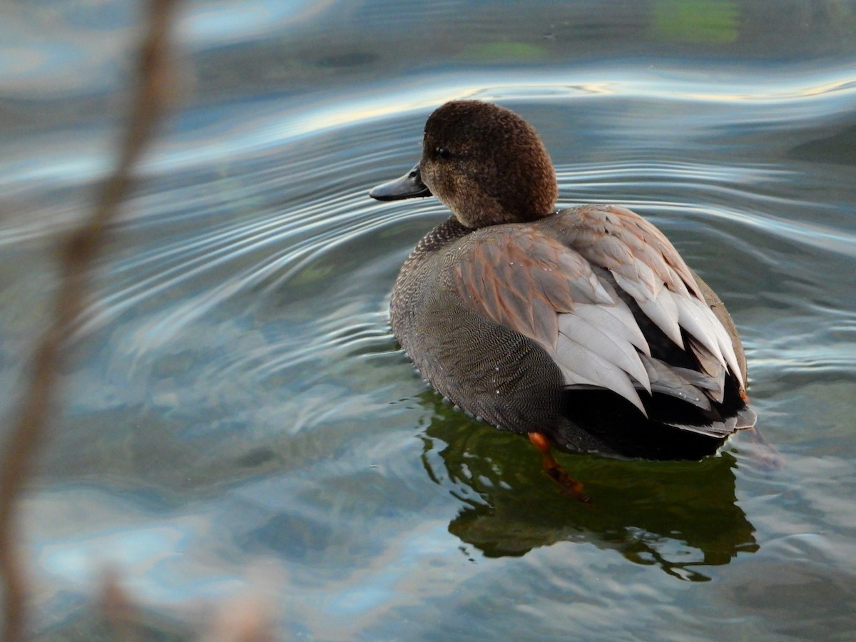 Бор нугас - ML646643351