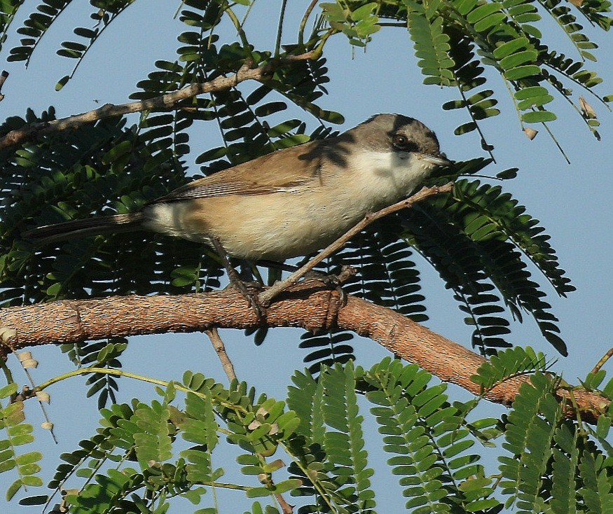 Lesser Whitethroat - ML646643352
