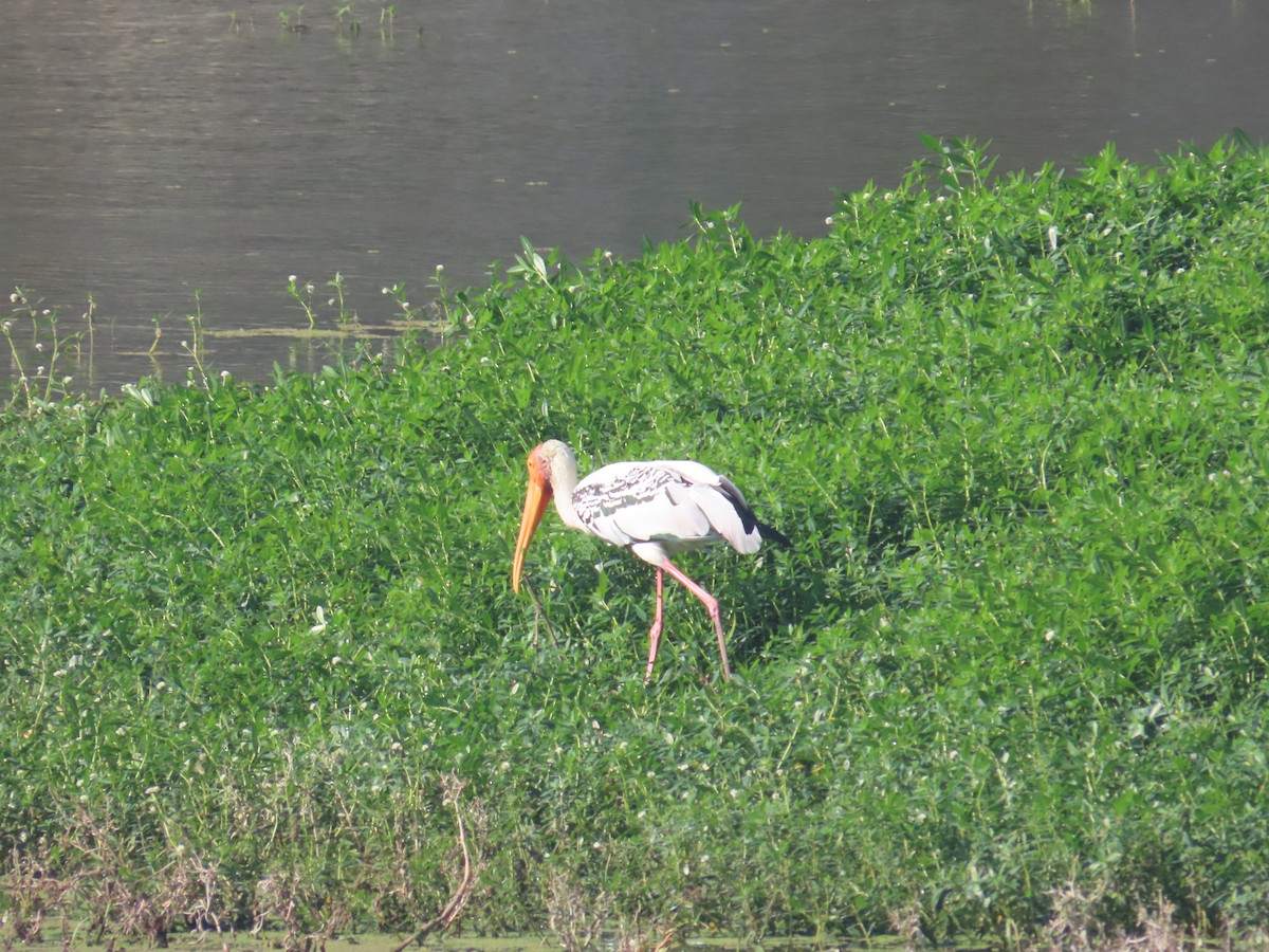 Painted Stork - ML646643353