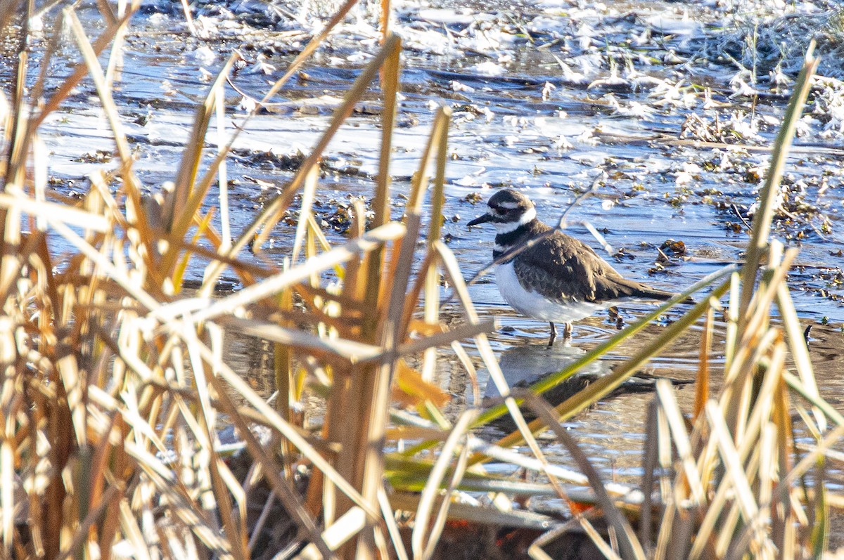 Killdeer - ML646643354