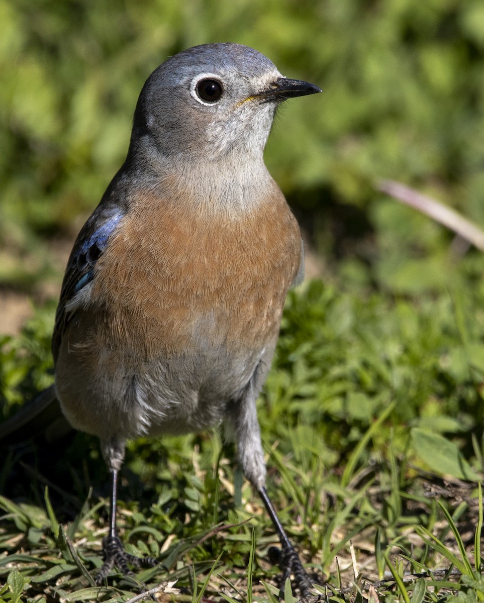 Western Bluebird - ML646643356