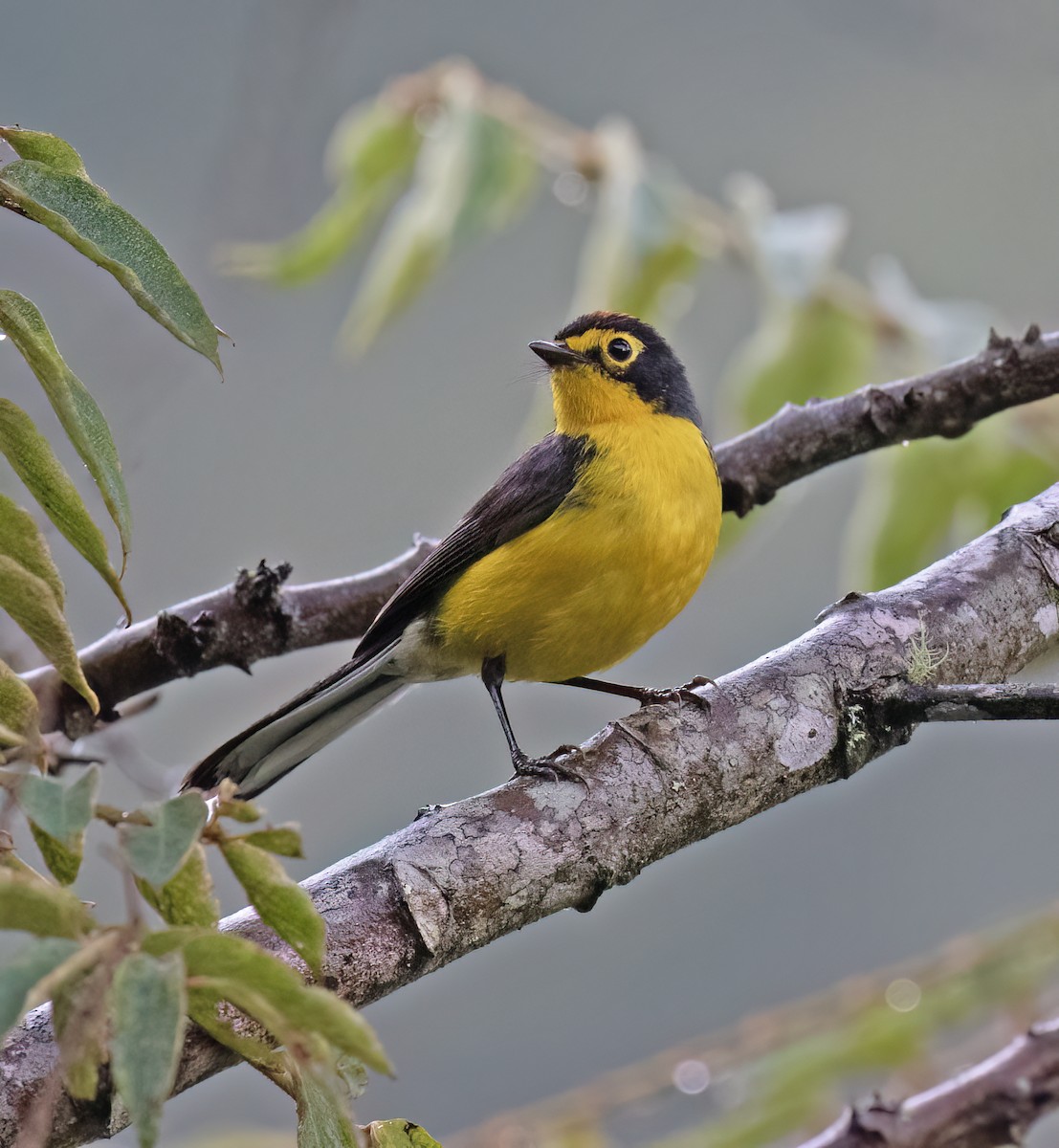 Spectacled Redstart - ML646643357
