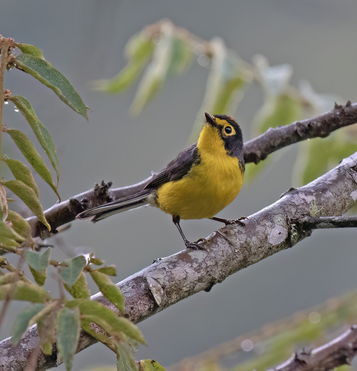 Spectacled Redstart - ML646643358
