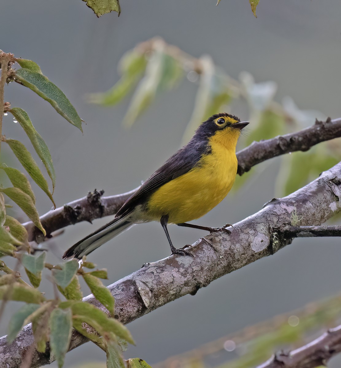 Spectacled Redstart - ML646643359