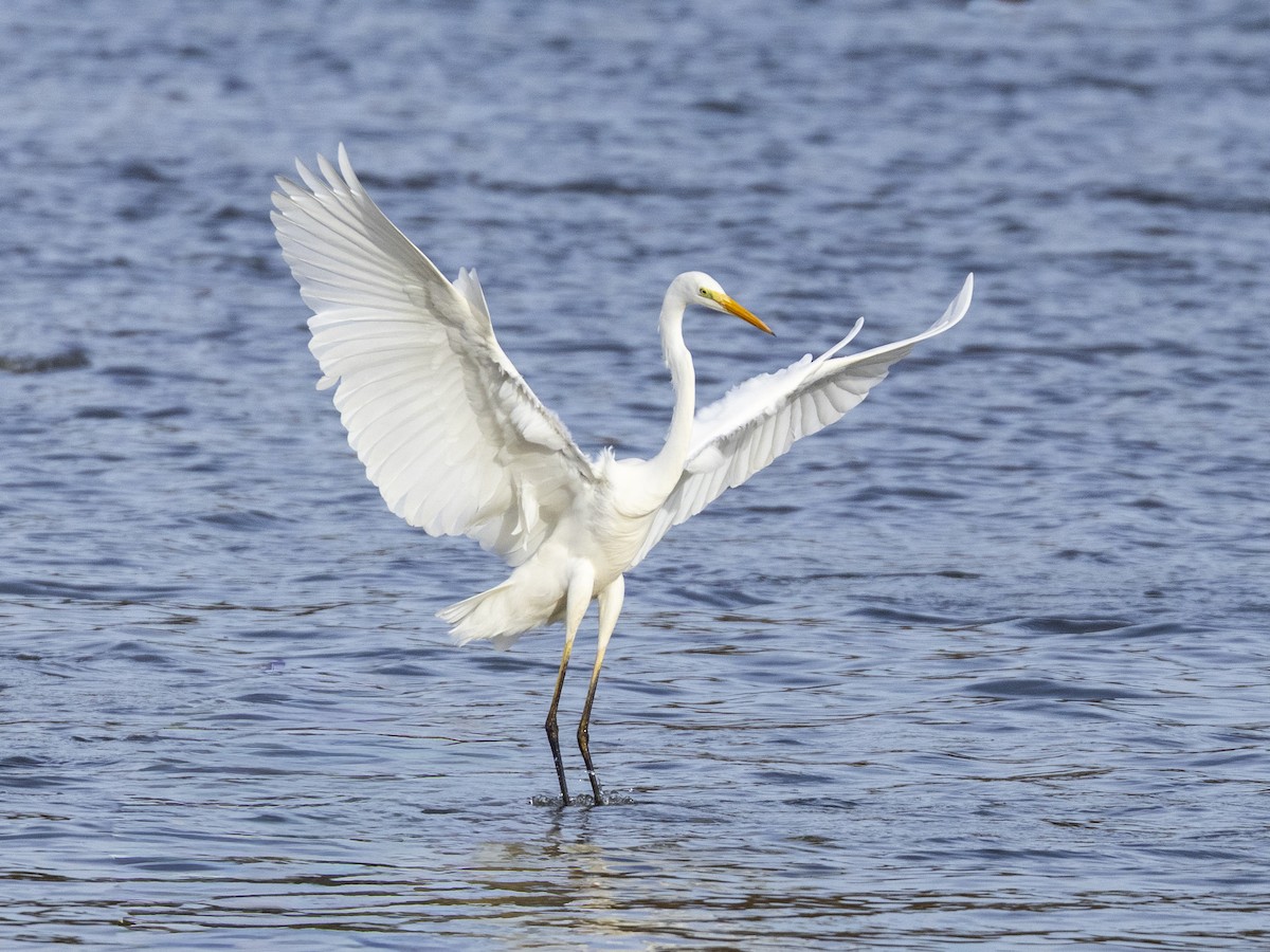 Great Egret - ML646643360