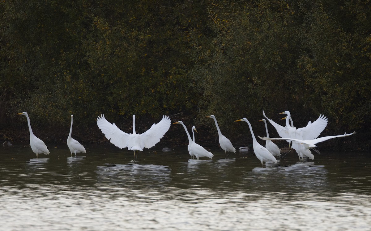 Great Egret - ML646643361