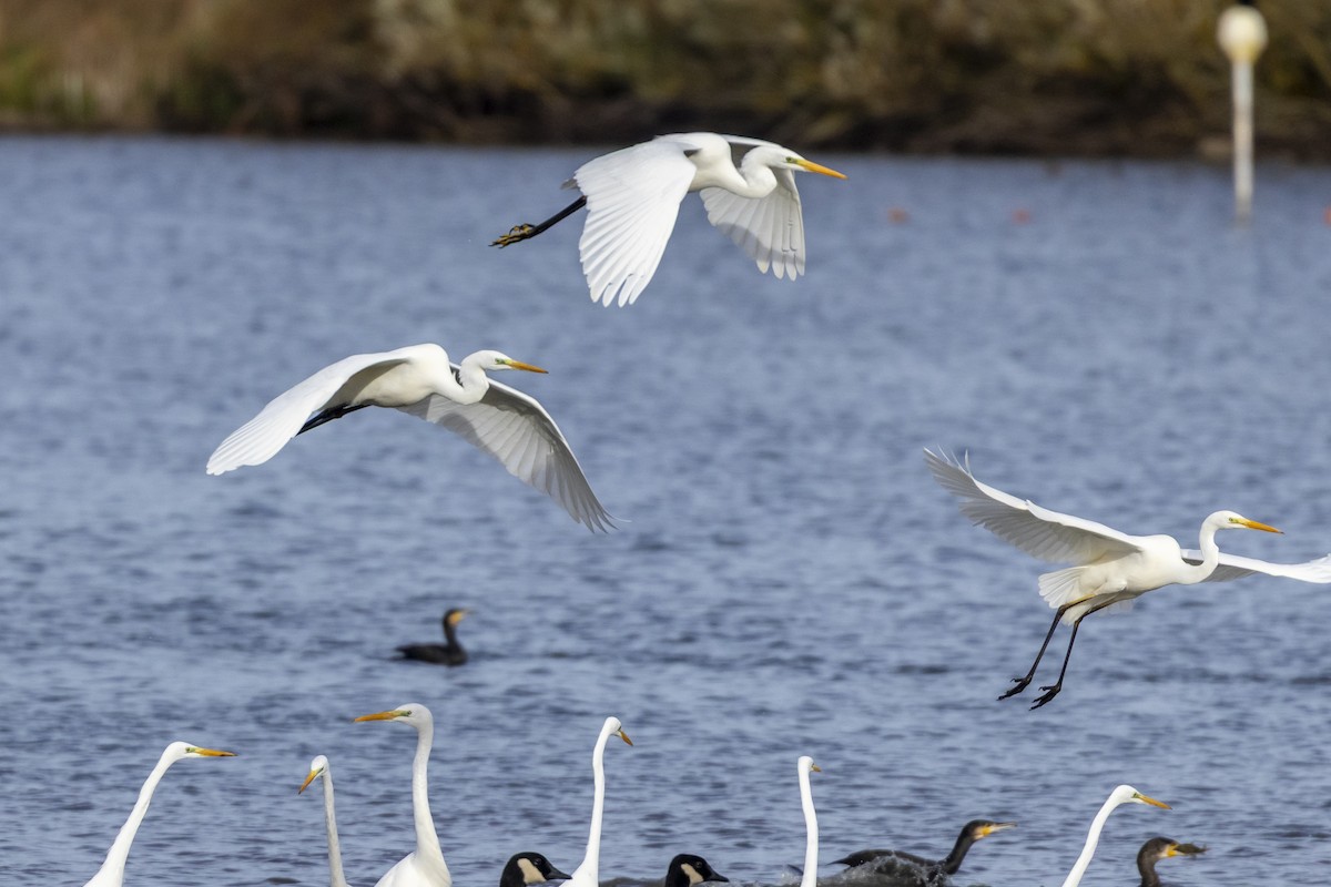 Great Egret - ML646643362