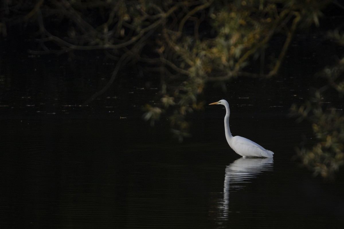 Great Egret - ML646643363