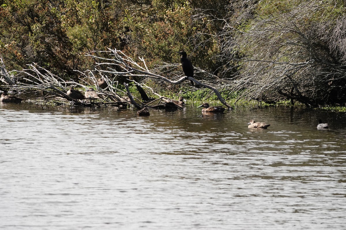 ミカヅキハシビロガモ - ML646643364