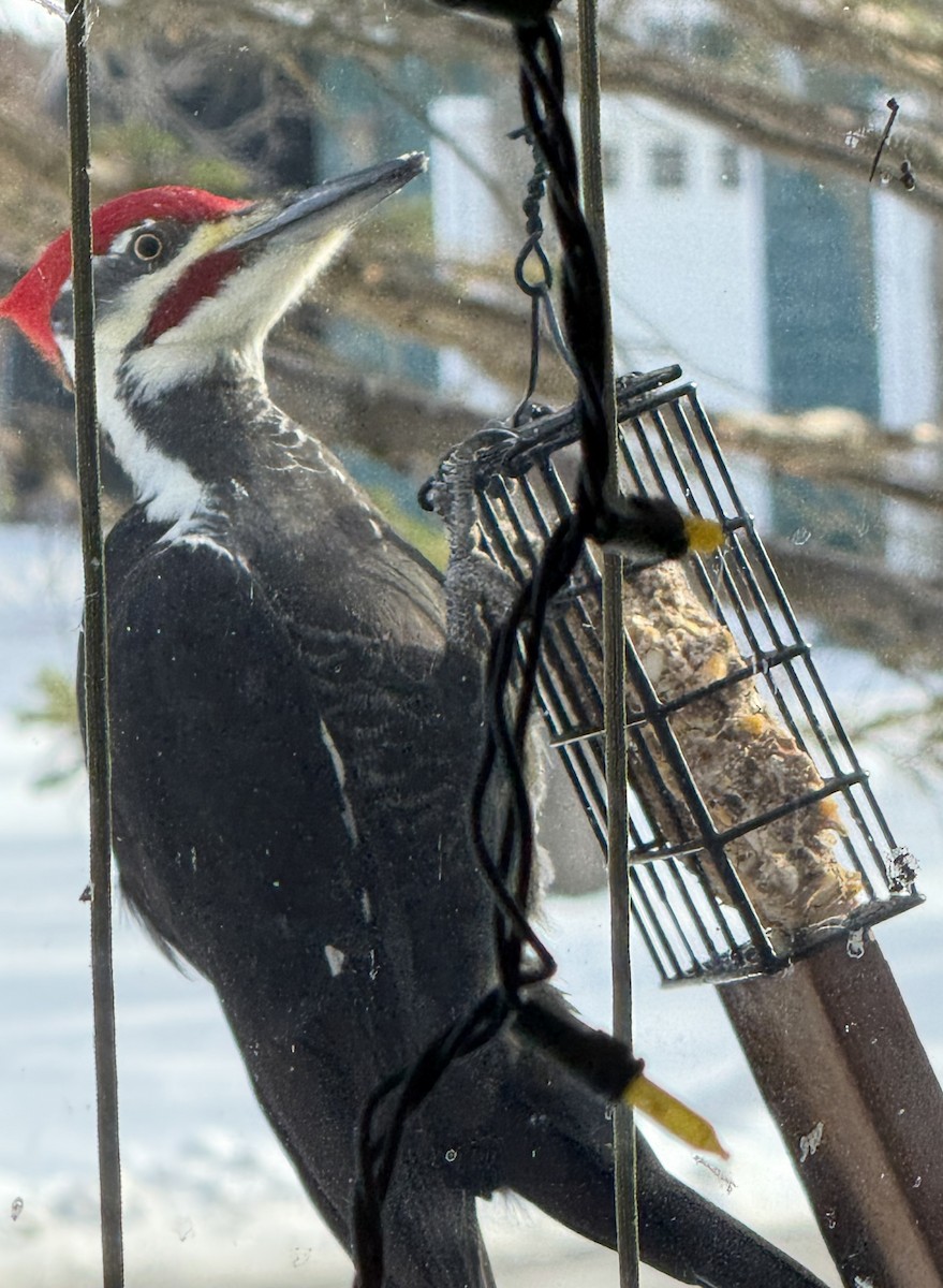 Pileated Woodpecker - ML646643365