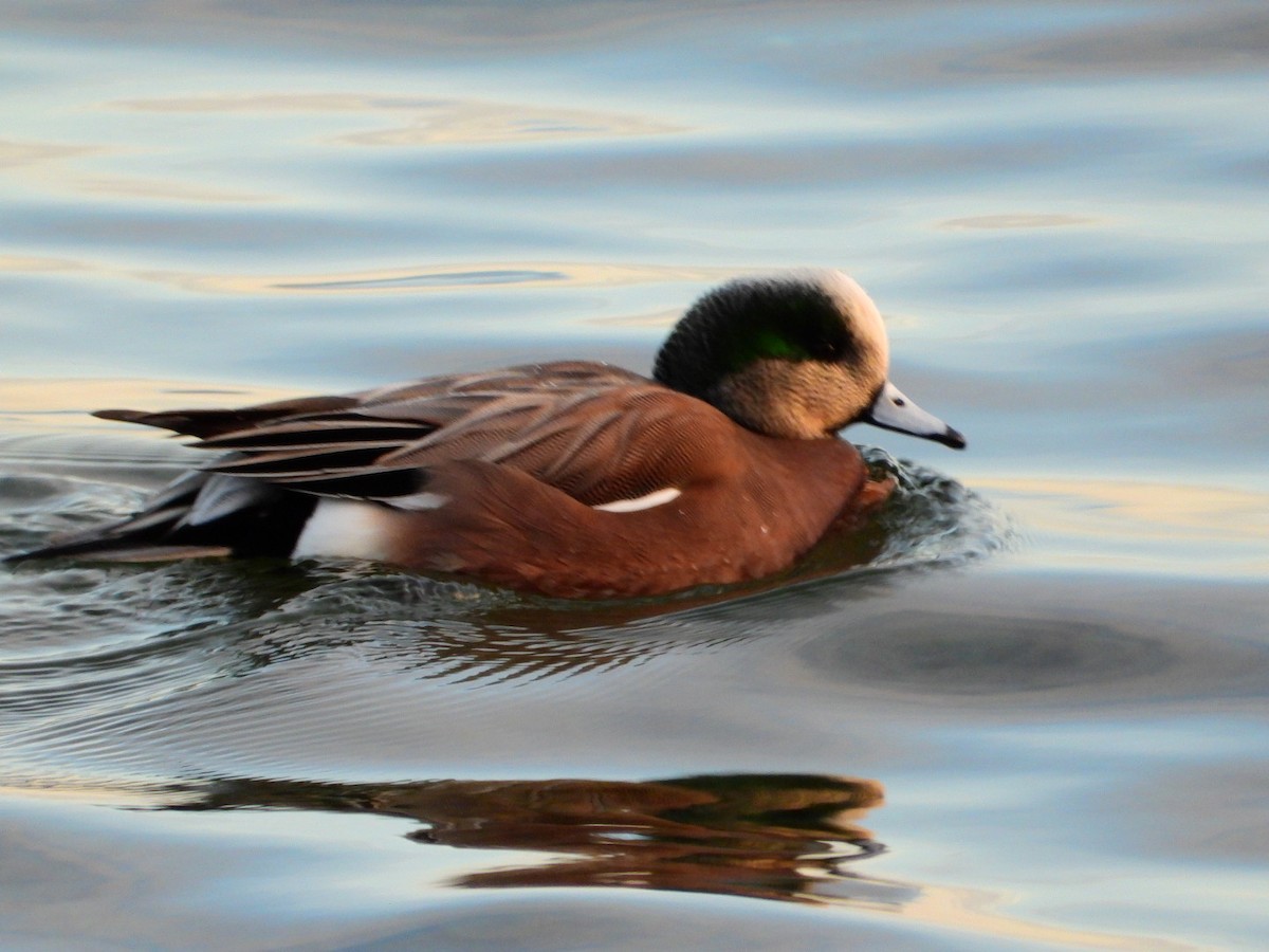 Canard d'Amérique - ML646643366