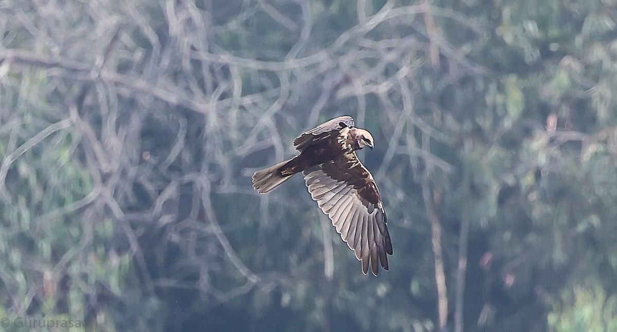 Western Marsh Harrier - ML646643367