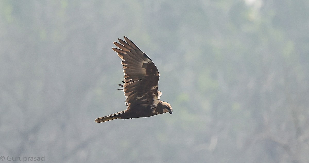 Western Marsh Harrier - ML646643368