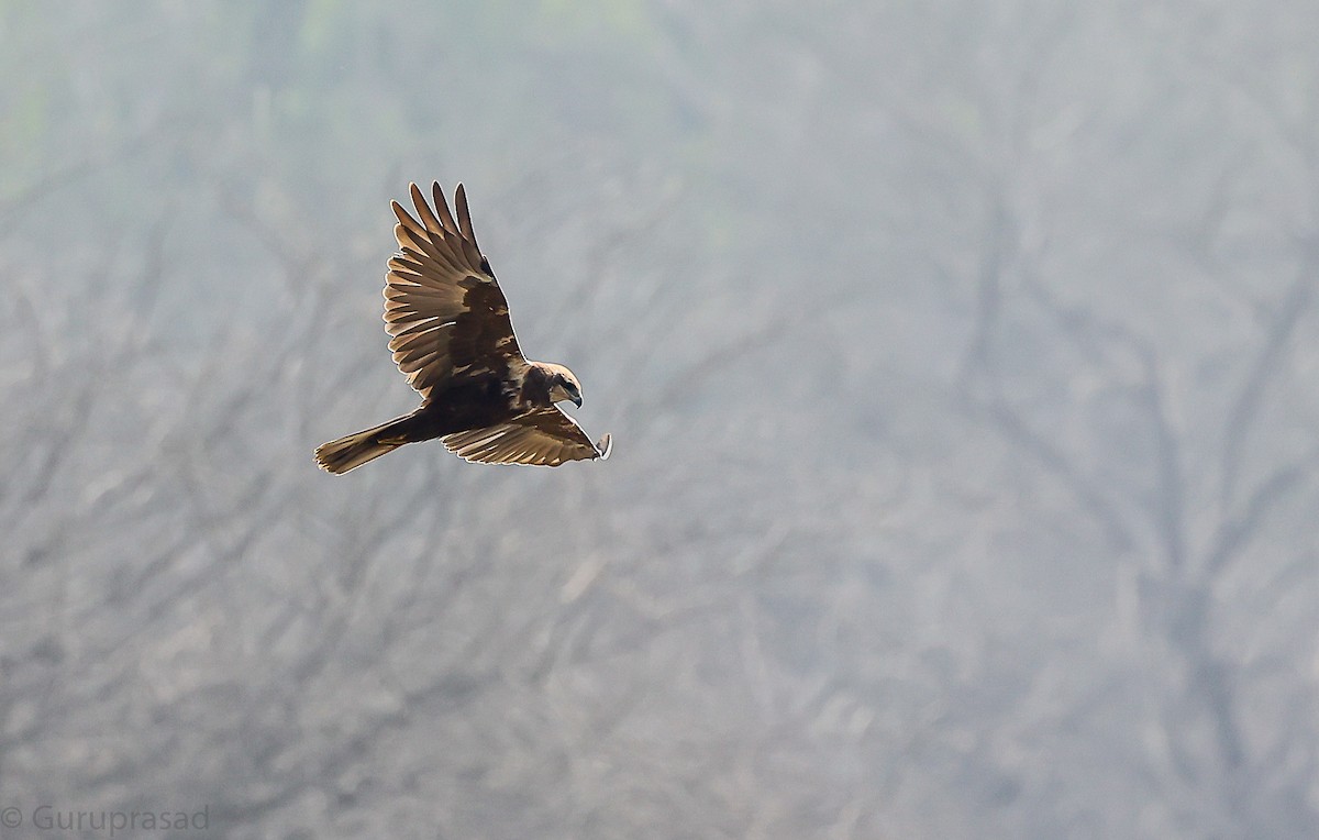 Western Marsh Harrier - ML646643369
