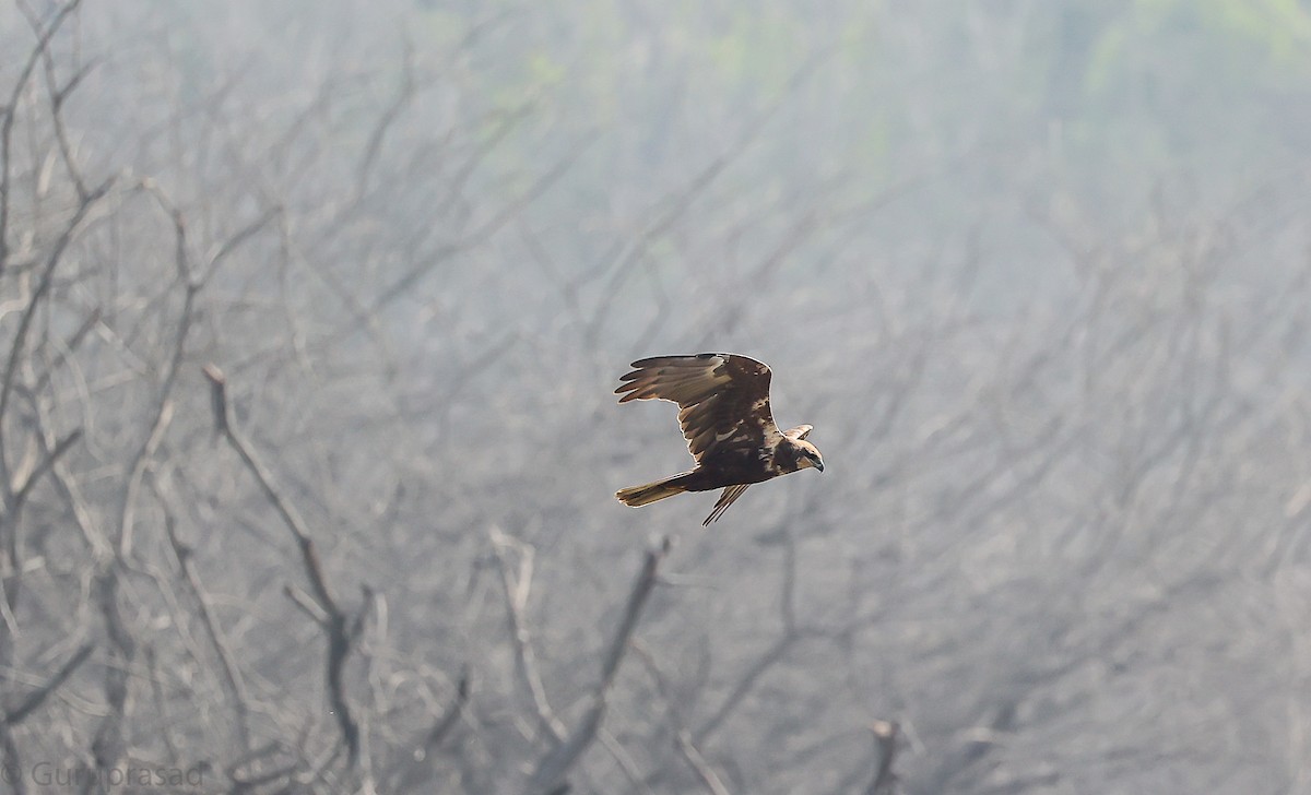 Western Marsh Harrier - ML646643370