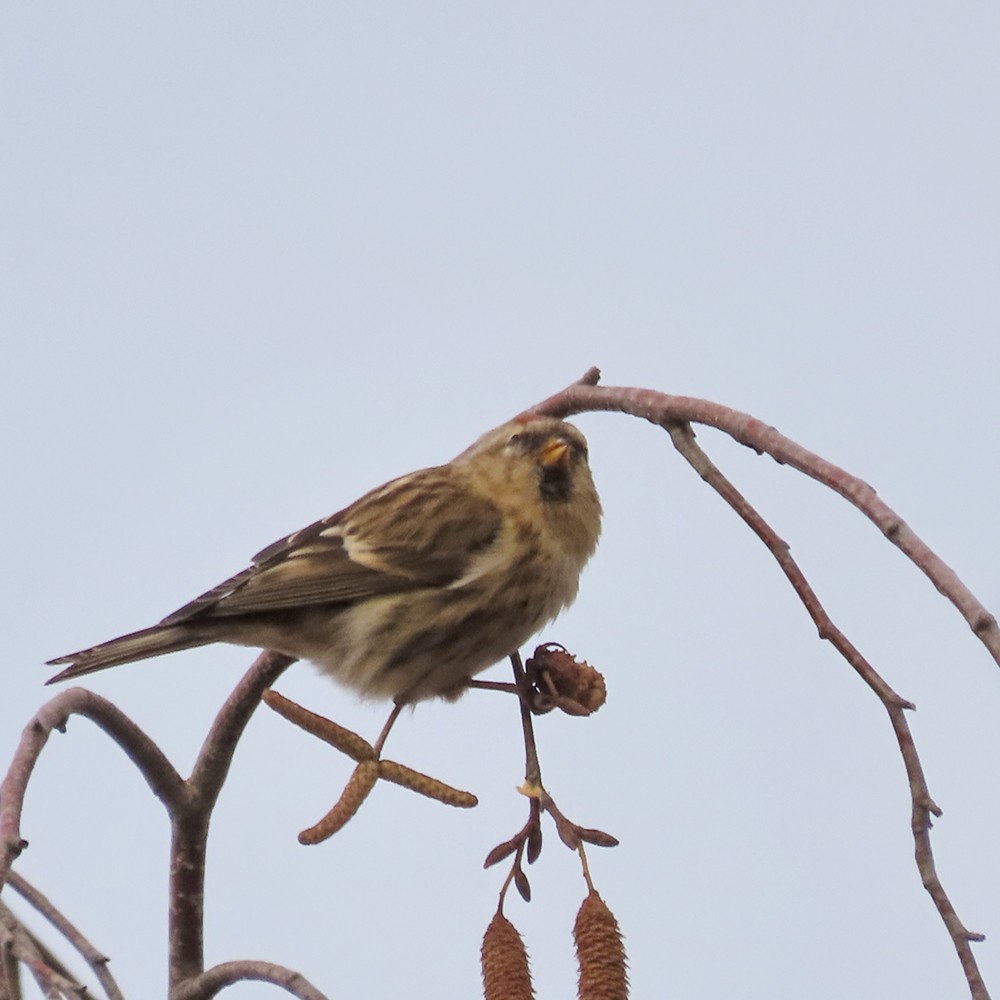 čečetka zimní - ML646643372