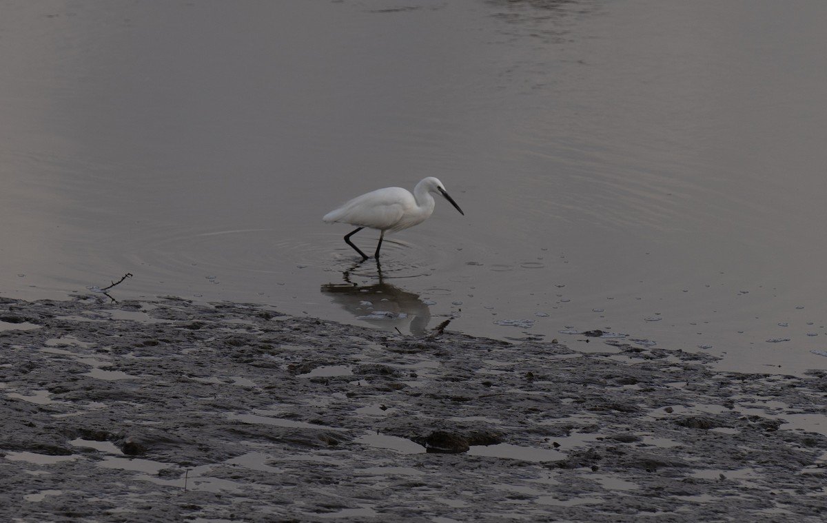 volavka stříbřitá - ML646643373