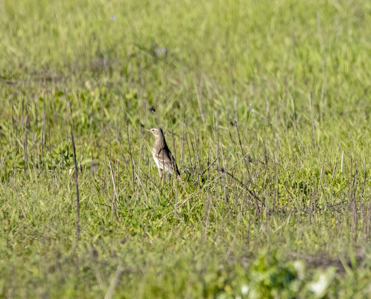 American Pipit - ML646643374