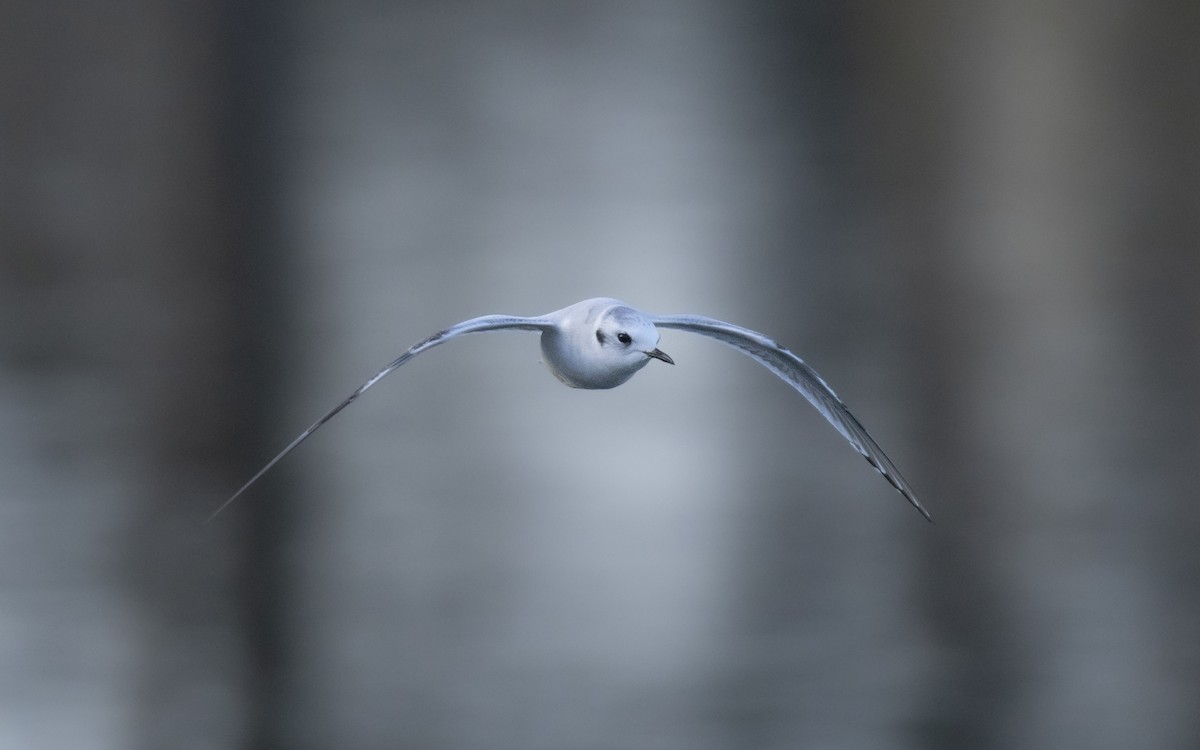Little Gull - ML646643375