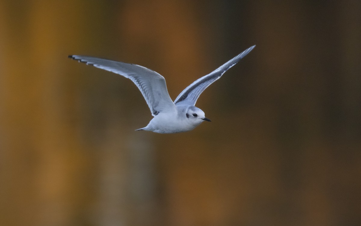 Little Gull - ML646643376