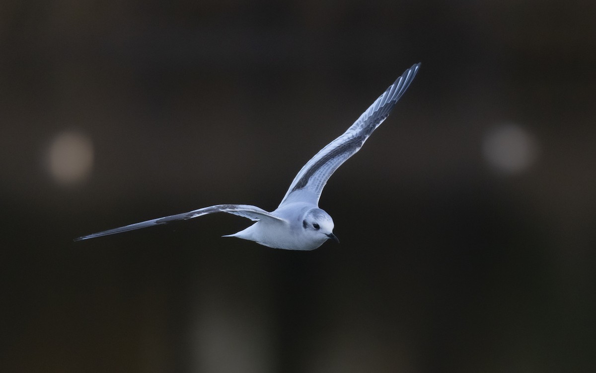 Little Gull - ML646643377