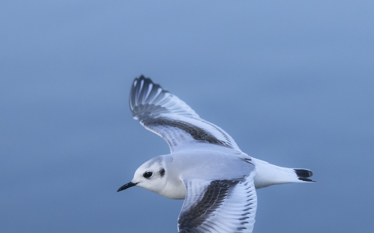 Little Gull - ML646643378