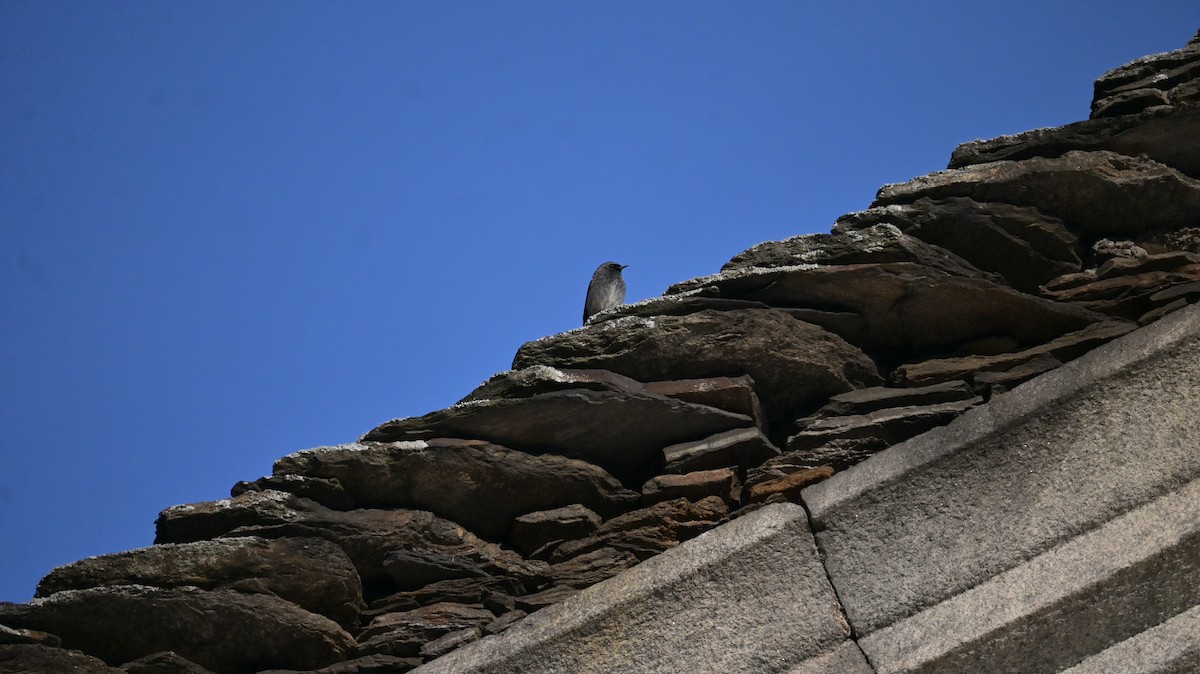 Rougequeue noir - ML646643379